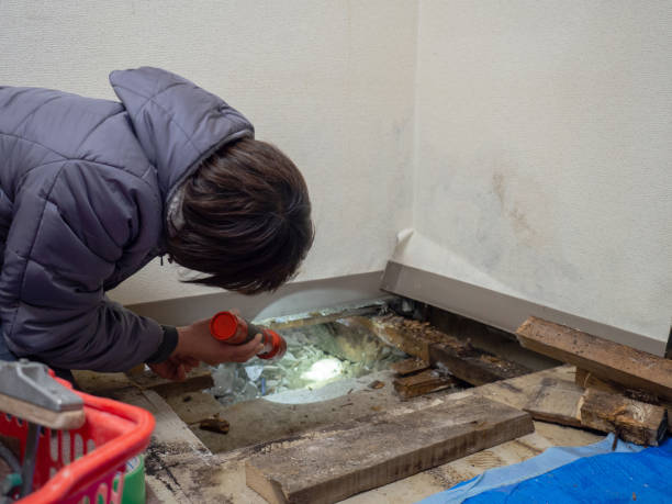 Best Attic Mold Removal  in Holly Hill, SC