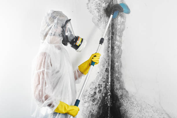 Professional Mold Removal in Holly Hill, SC
