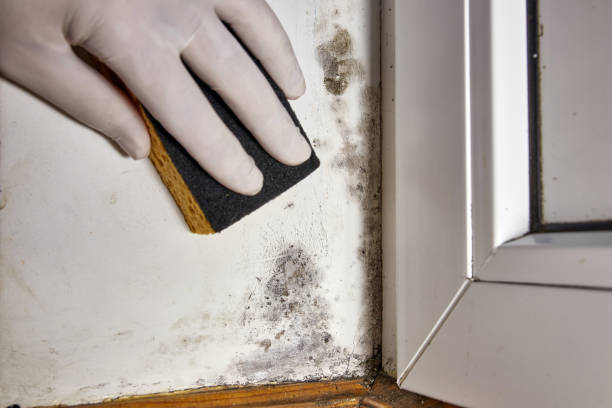  Holly Hill, SC Mold Removal Pros